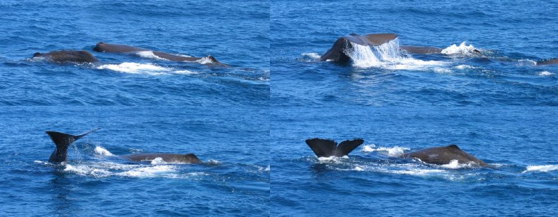 duik van walvis 